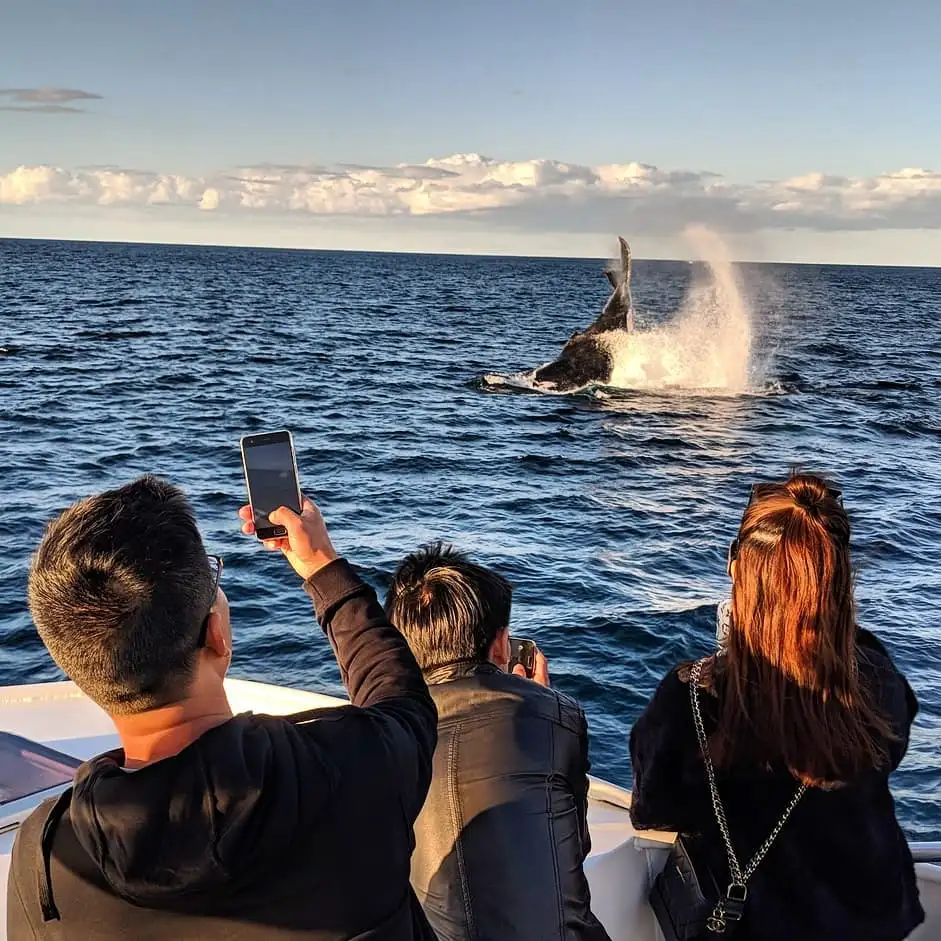 Gold Coast Whale Watching Cruise