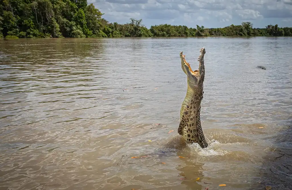 The Croc Bus to the Famous Jumping Crocodile Cruise