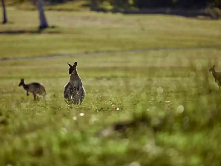 Ultimate Sirromet Winery Experience - Picnic in the Paddock