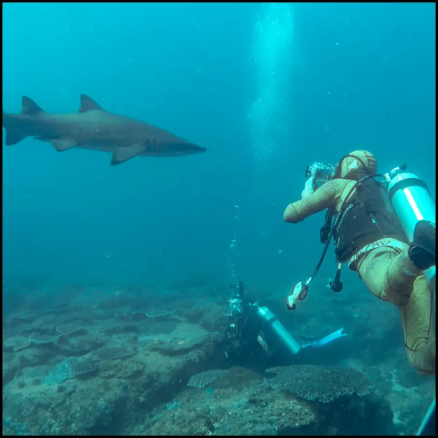 Grey Nurse Shark Reef Double Dive