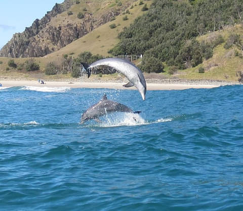 Heaps Of Dolphin Goodness With Cape Byron Kayaks, Australia (VIDEO