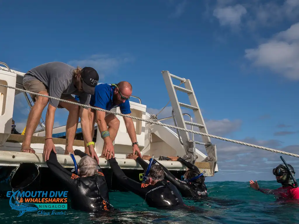 Deluxe Whale Shark Swim Tour | Departing Exmouth