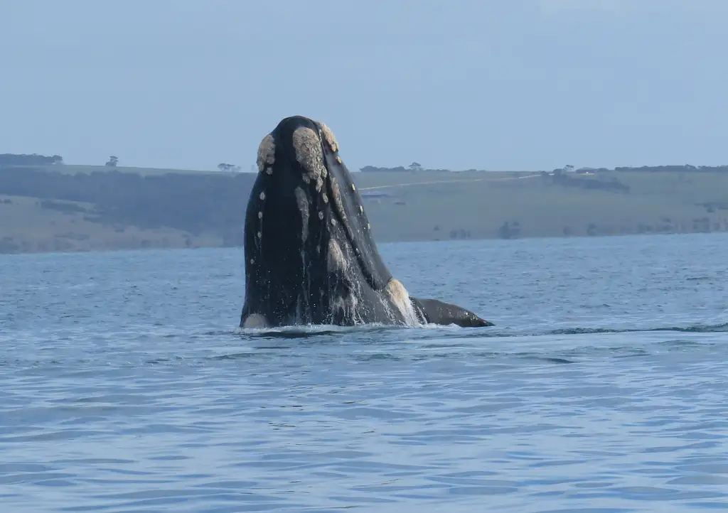 Kangaroo Island 75-Minute Ocean Safari