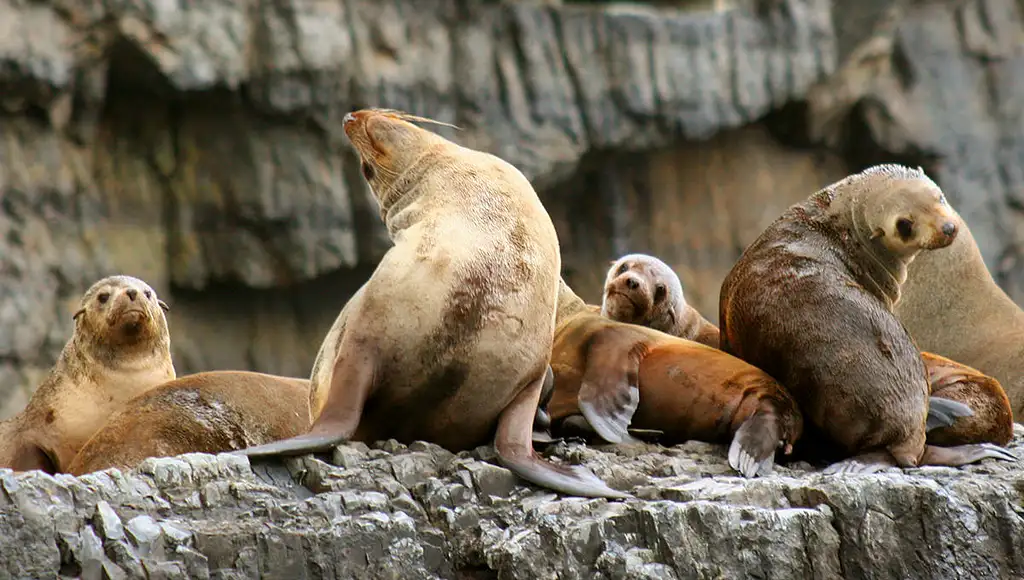 Tasman Island Full-Day Cruise from Hobart