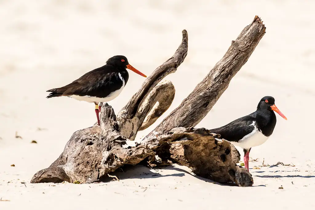 Bribie Island 4WD, Kayak, Beach & Bunker Half Day Tour