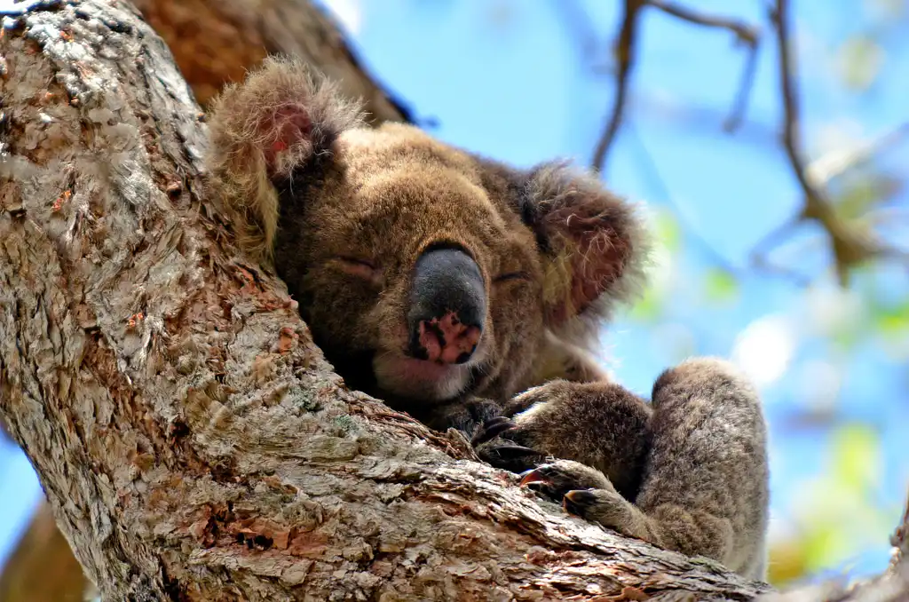 Kangaroos and Koalas Tour