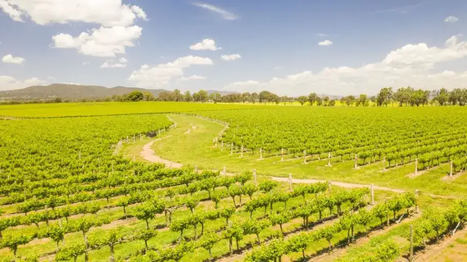 Hunter Valley Wine & Dine Day Tour