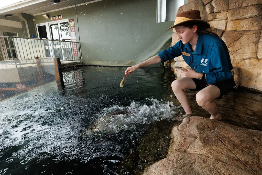 Whipray Encounter At Crocosaurus Cove