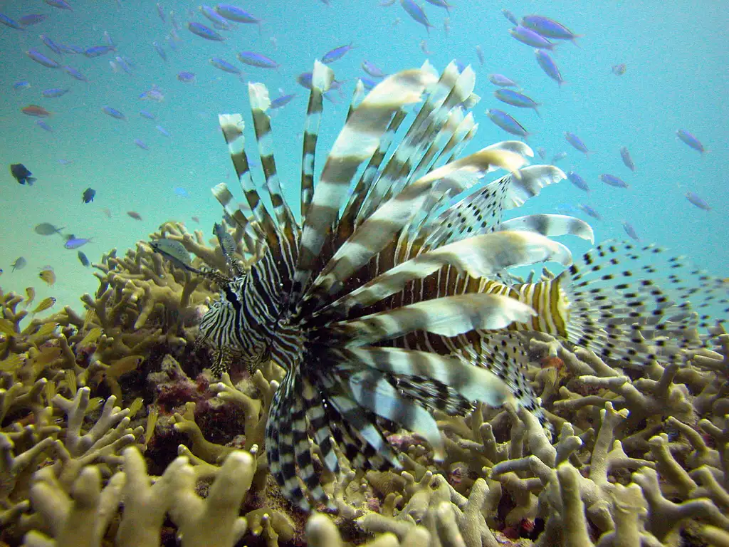 Cairns to Great Barrier Reef Cruise | Reef Magic Cruises