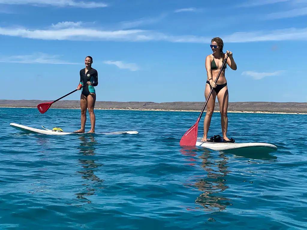 Whale Shark & Whale Watching Eco Tour - Ningaloo Reef (Aug-Oct)