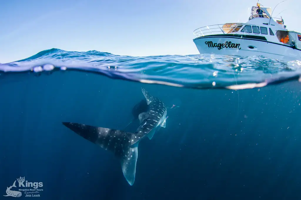 Whale Shark Snorkelling Adventure Tour (March-July) | Departing Exmouth