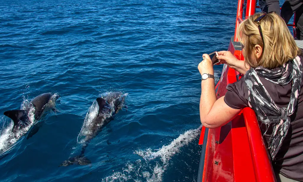 Port Stephens Whale Watch Express