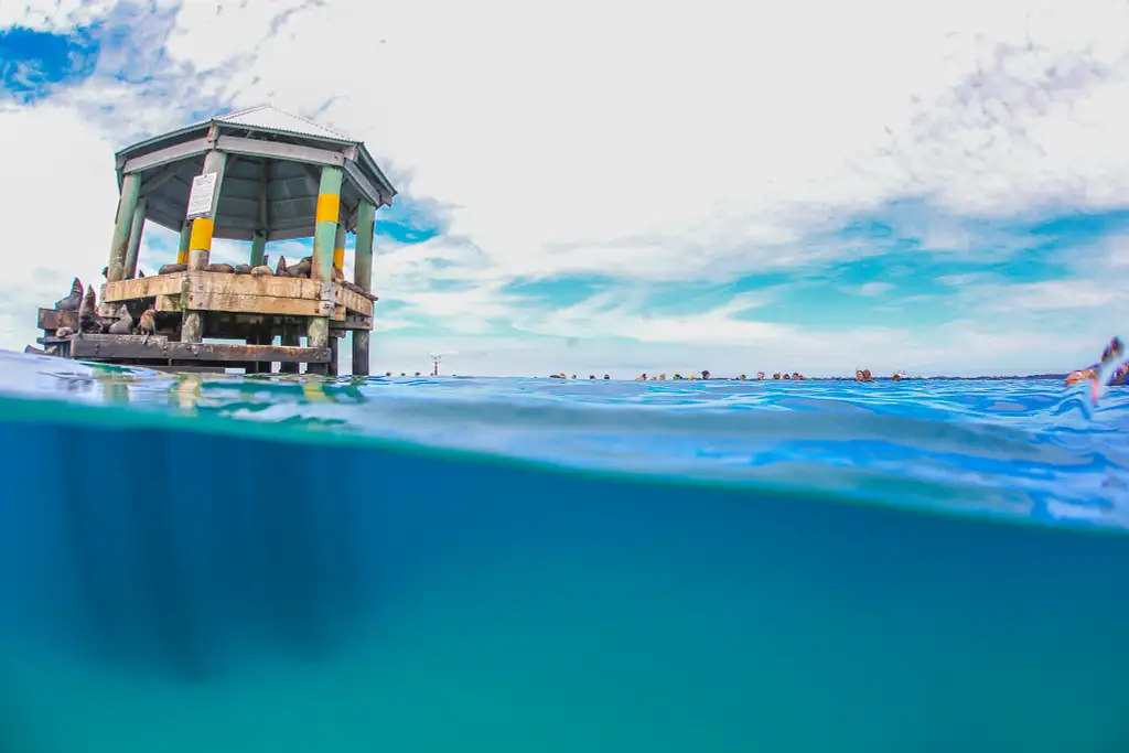 Port Phillip Bay Wildlife Adventure Cruise