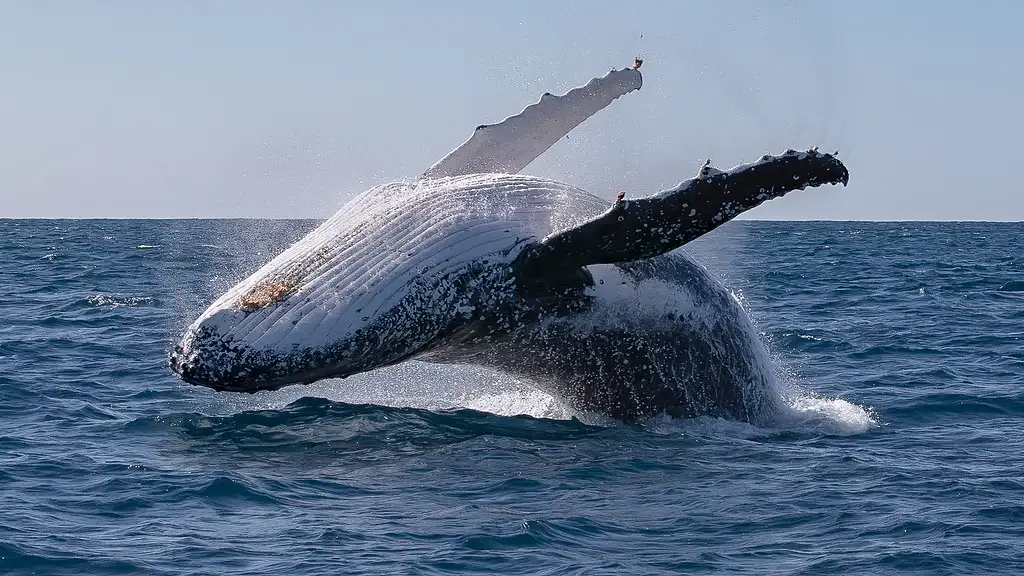 Whale Watching Tour Byron Bay