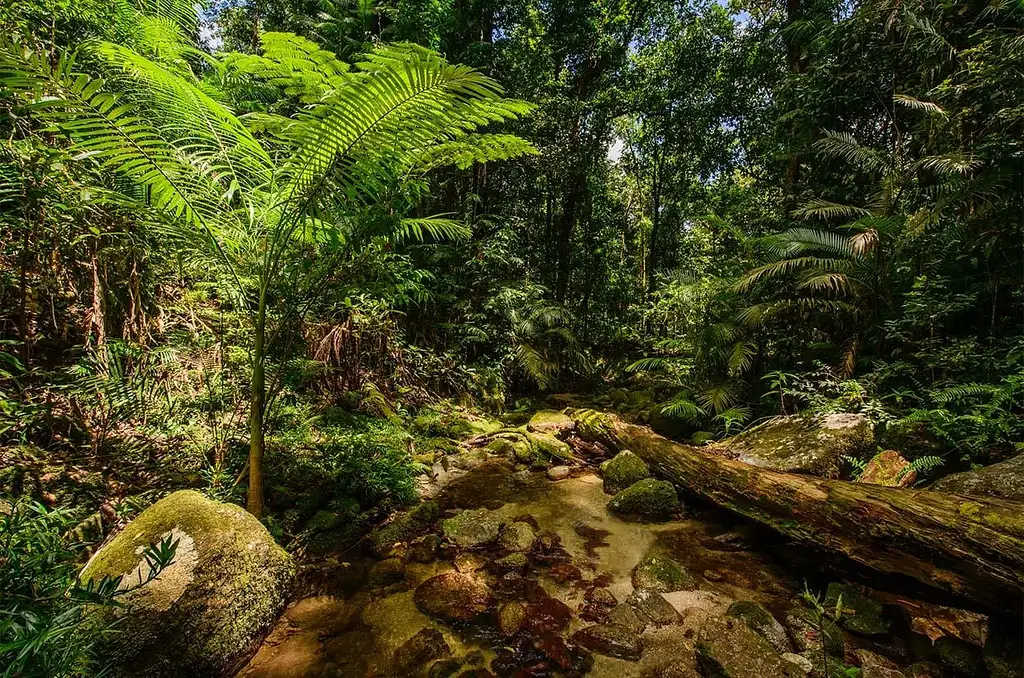 Mossman Gorge, Daintree Rainforest & Daintree River Crocodile Cruise | Wanderers Walk