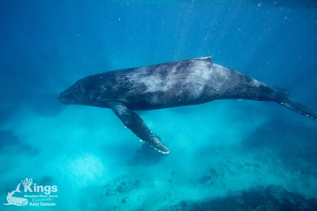 Whale Shark & Humpback Whale Eco Tour (Aug-Sept) | Departing Exmouth