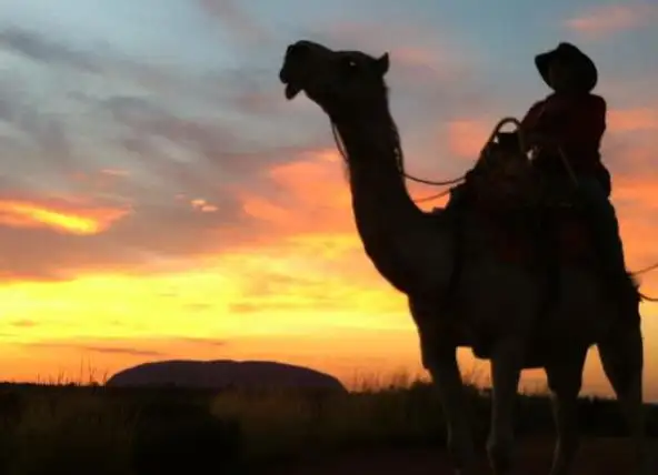 Uluru Sunrise Camel Experience