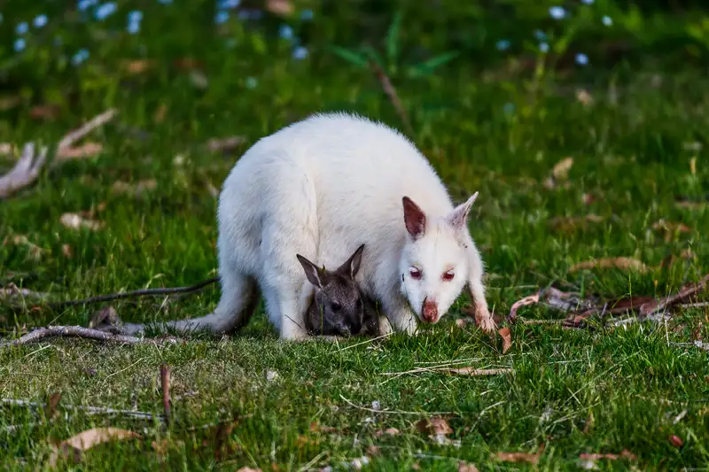 Bruny Island Traveller - Gourmet Tasting and Sightseeing Day Trip from Hobart