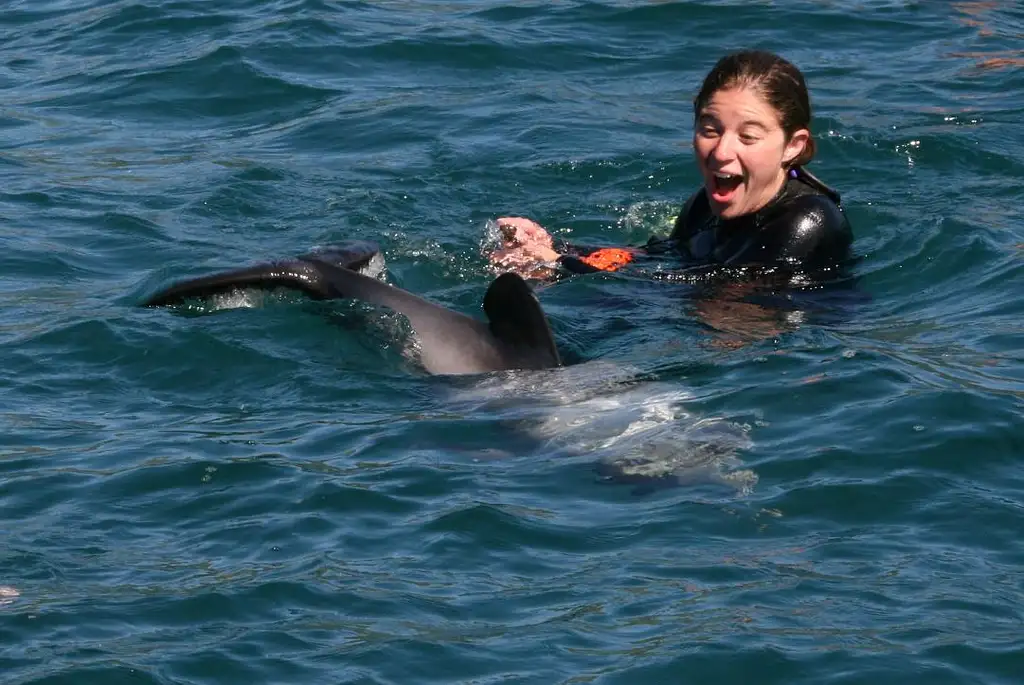 Swimming with Dolphins | Small Group Tour