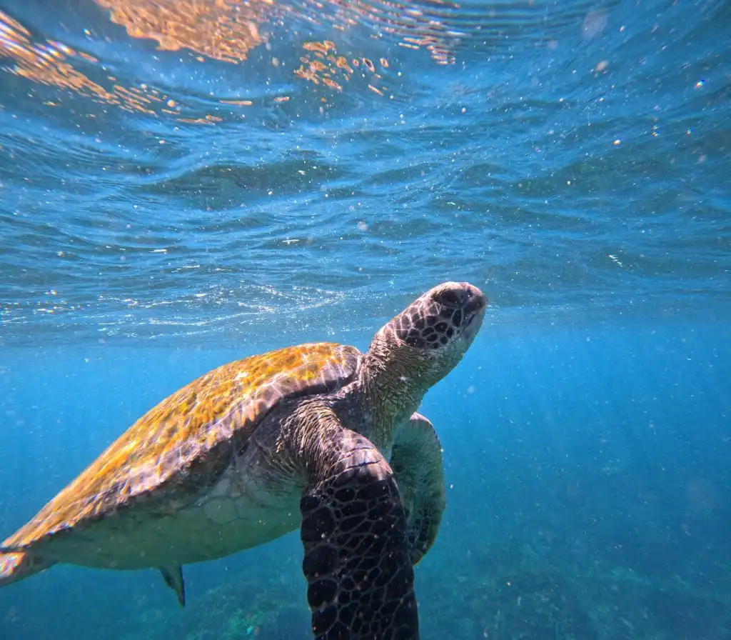 Swim with Turtles Gold Coast | Gold Coast Snorkel