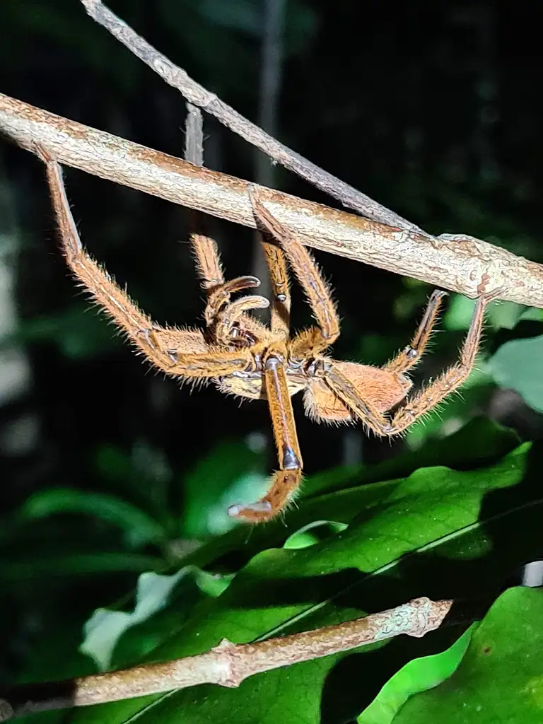 Daintree Rainforest Night Walk Tour