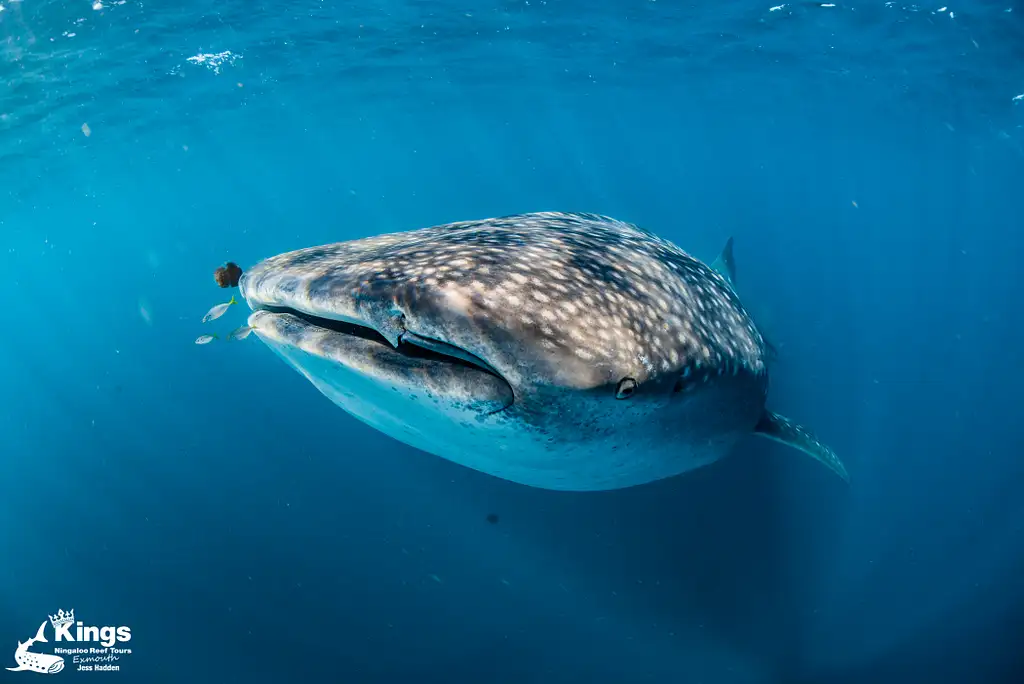 Whale Shark Snorkelling Adventure Tour (March-July) | Departing Exmouth