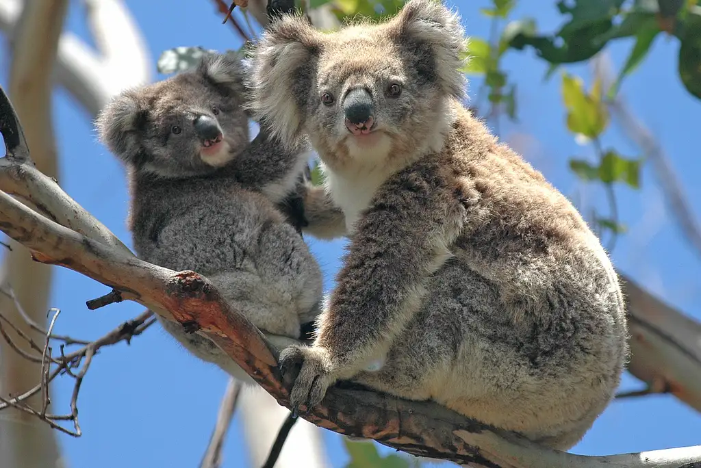 Puffing Billy & Healesville Sanctuary Scenic Bus Tour