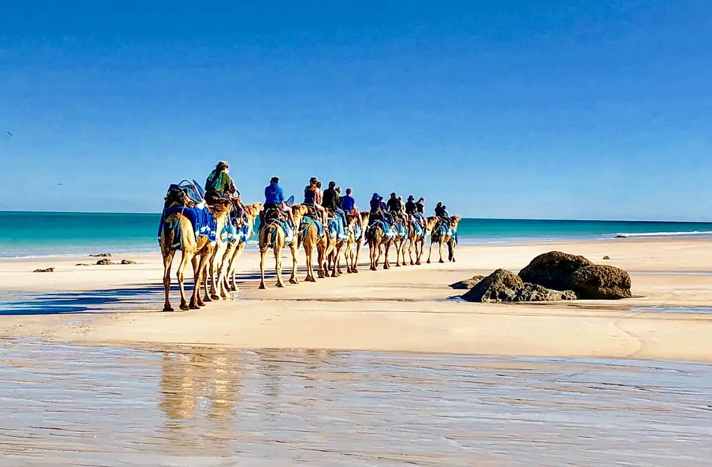 Pre-Sunset Broome Camel Tour