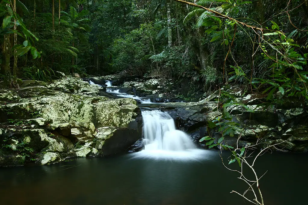 Byron Bay Hinterland Magic & Glow-worm Experience - All inclusive