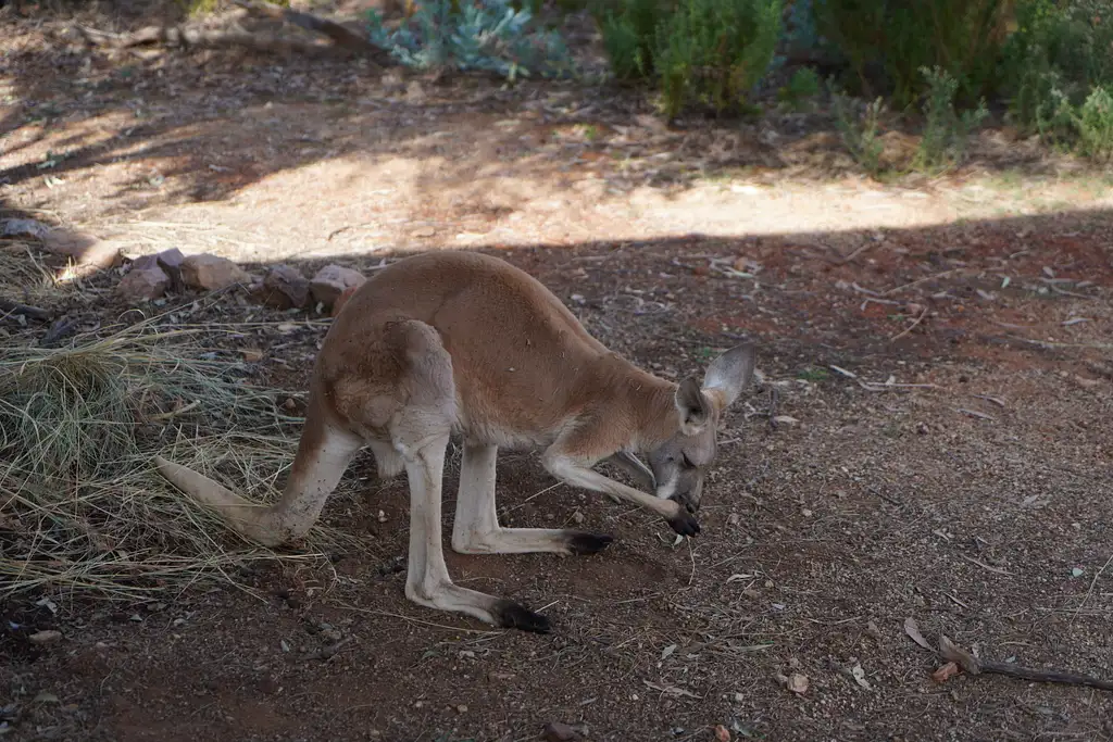 Alice Springs Desert Park - Day Entry