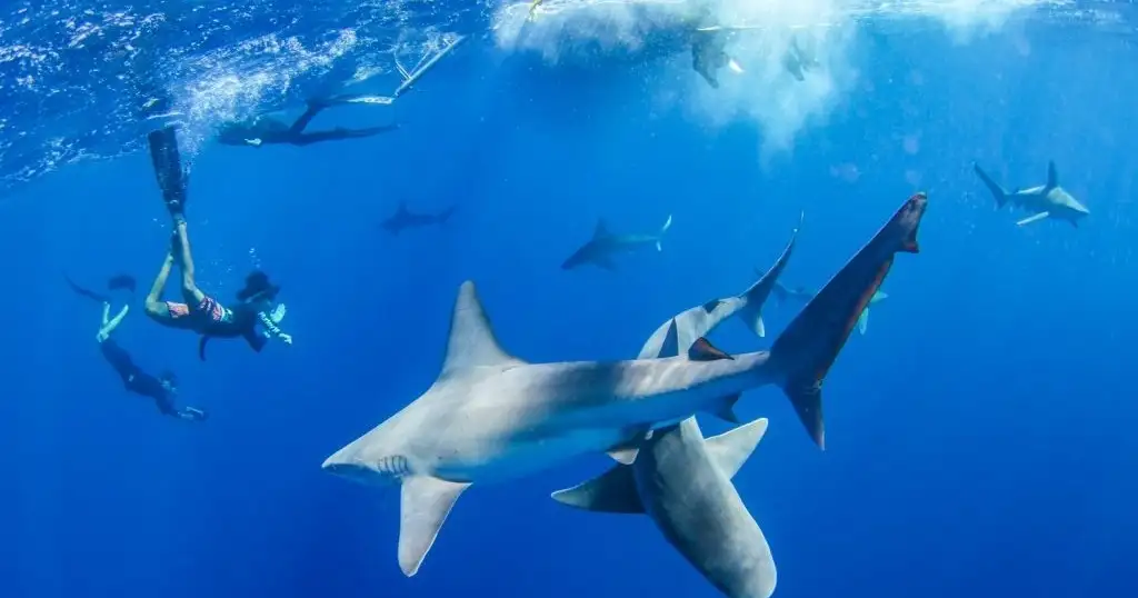 Pelagic No Cage Shark Dive Oahu