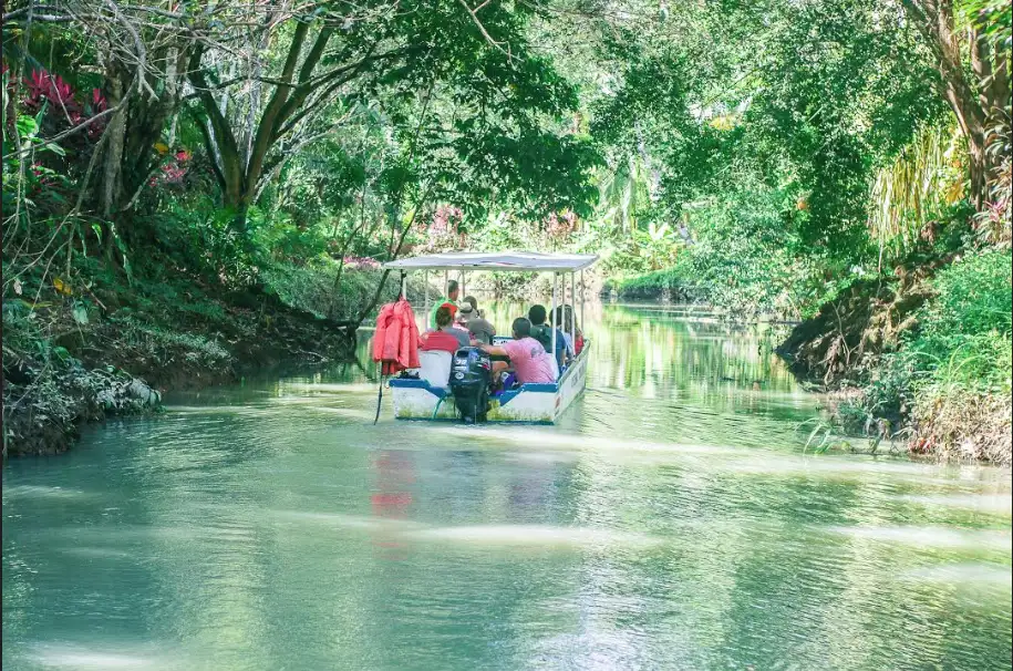 Mangrove Boat Tour