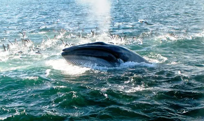 Auckland Whale & Dolphin Safari