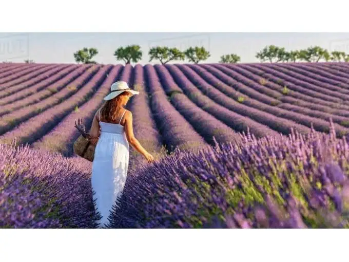 Tour of the fields of lavender and Gorges du Verdon from Nice