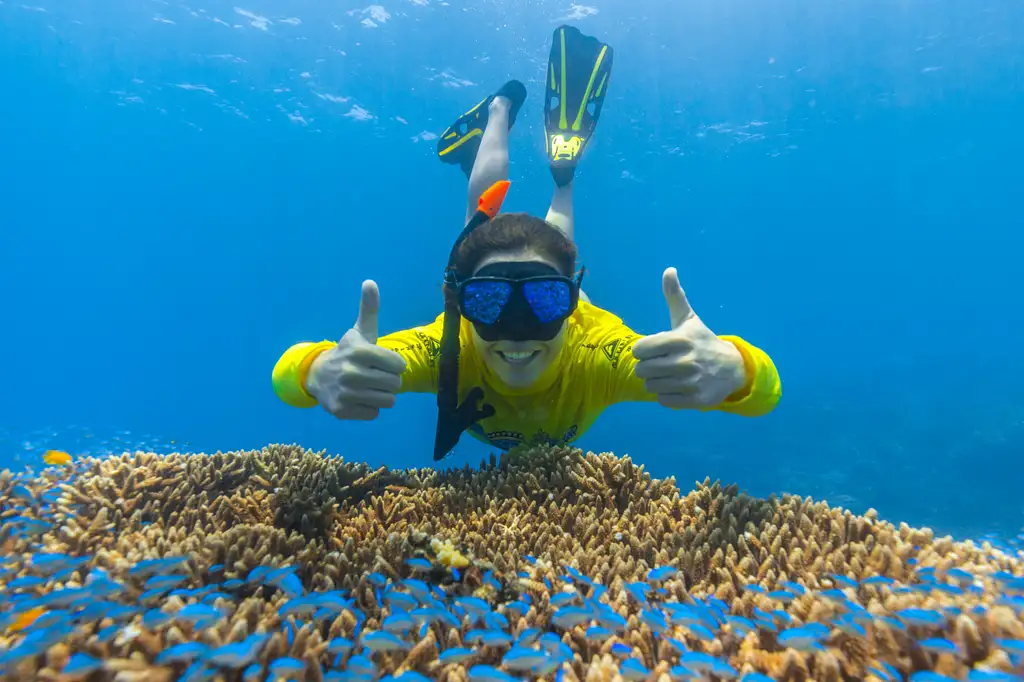 Ocean Safari Great Barrier Reef Adventure