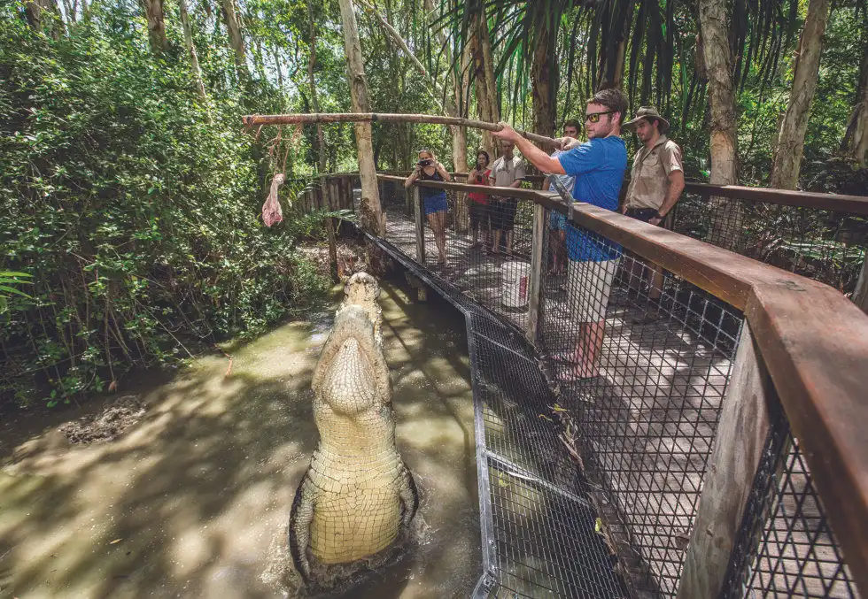 Hartley's Crocodile Adventures | Big Croc Feed