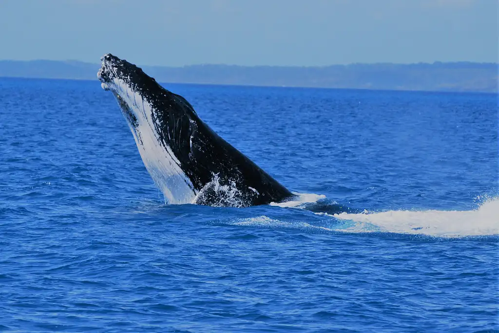 Premium Whale Watching Tour - Hervey Bay