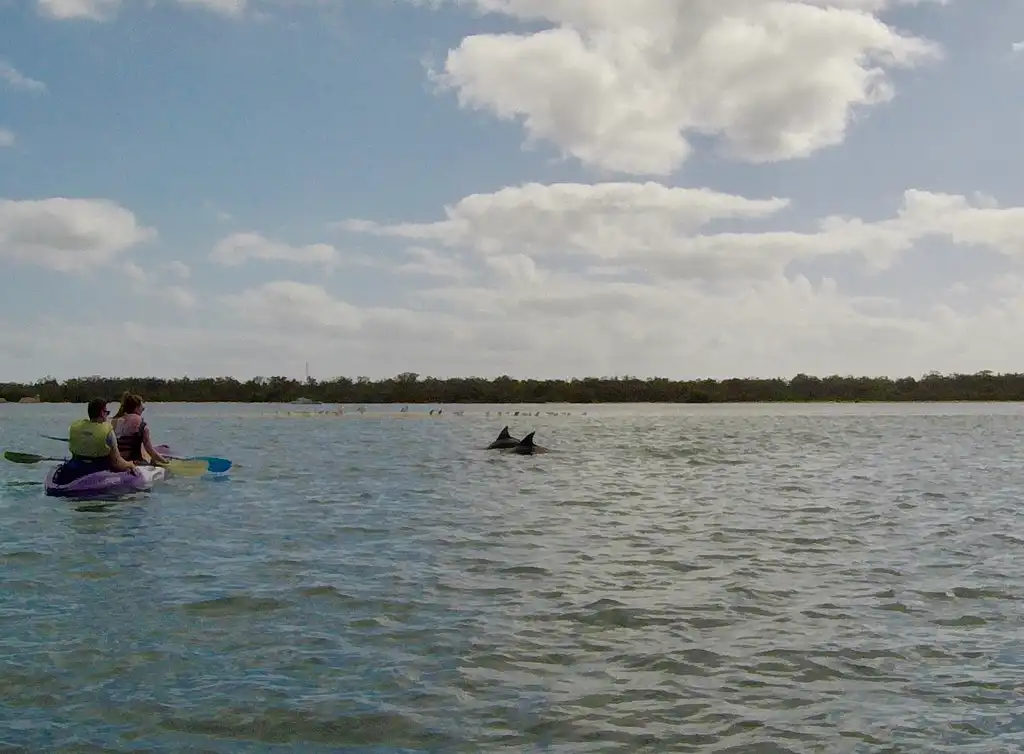 Morning Dolphin Kayaking & Snorkelling Tour