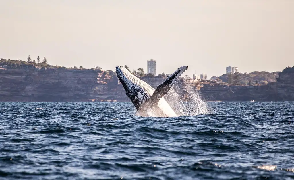 Sydney Whale Watching Adventure Cruise