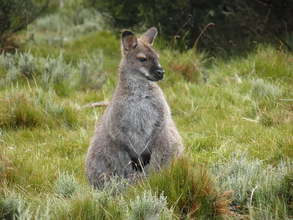 6 Day Explorer 6 Tour of Tasmania | Hobart to Hobart