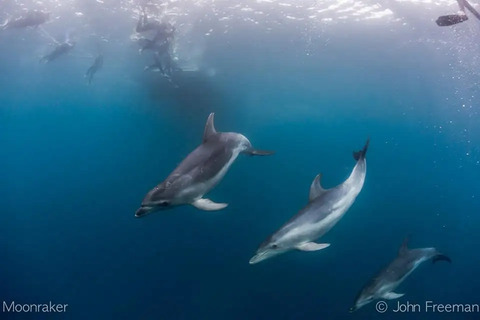 3 Hour Dolphin And Seal Swim - Port Phillip