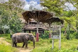 Phuket Elephant Sanctuary Canopy Walkway Program