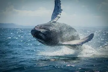 Noosa Whale Watching