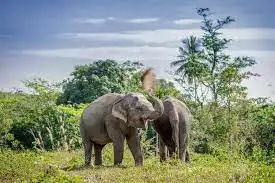 Phuket Elephant Sanctuary Canopy Walkway Program