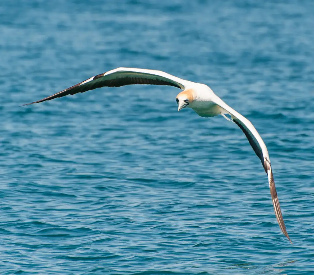 Dolphin and Seal Watching Eco Boat Tour - Mornington Peninsula