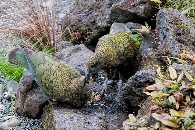 Te Wao Nui at Auckland Zoo Day Pass