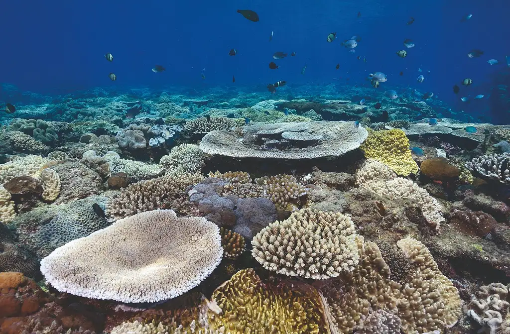 Flinders Reef Dive Trip - Sunshine Coast