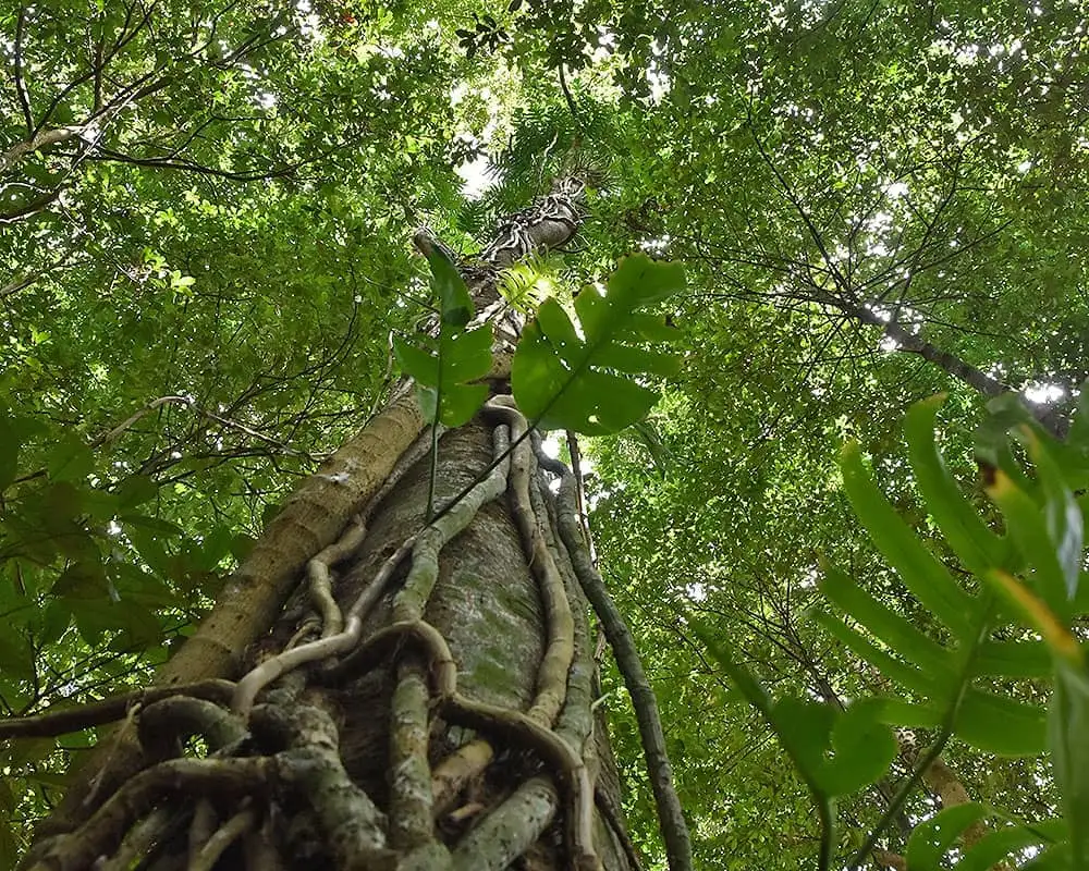 Delights of the Daintree - Unique Full Day Foodie Tour