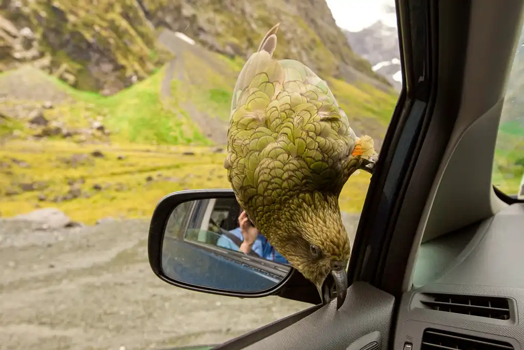 Arthur’s Pass Day Tour From Christchurch