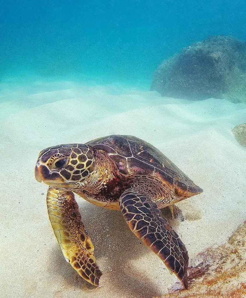 Oahu Island Turtle Tour